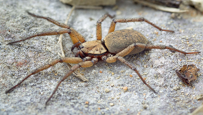 Datei:Nomisia-aussereri St-Arnac 15-09 05-female.jpg