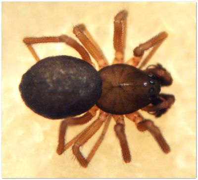 Scotinotylus evansi m 10.jpg