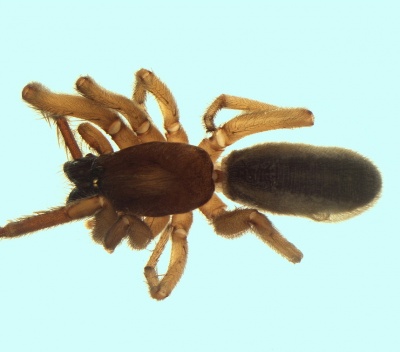 Segestria fusca femelle 20171220112759-9d6e8535-me.jpg