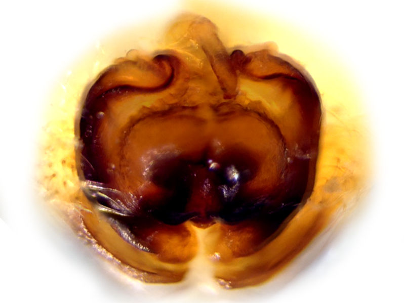 Datei:SuspicaxAboral Preparation.jpg