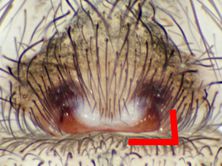 Tegenaria domestica epigyne marked.jpg