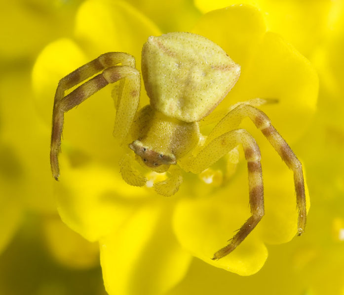 Datei:Thomisus-onustus Schirnewitz 09-04 01.jpg