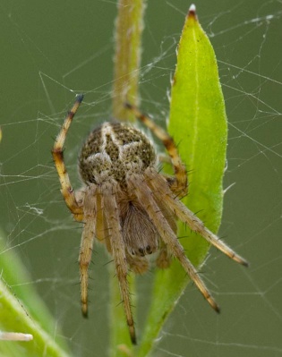 Agalentea redii 7-2499.jpg