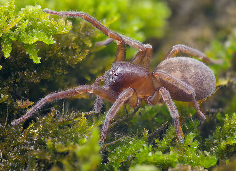 Datei:Amaurobius-erberi St-Arnac 15-11 02-female.jpg
