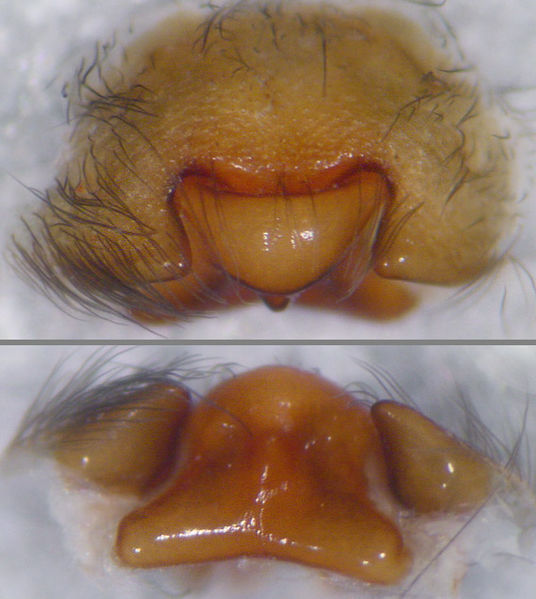 Datei:Amaurobius ferox 6 1024.jpg