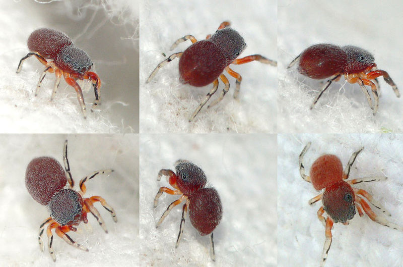Datei:Ballus rufipes 11 1024.jpg