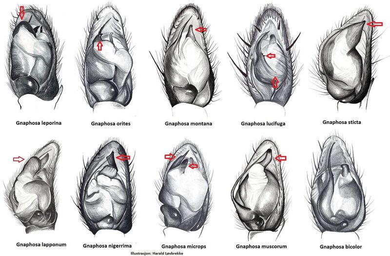Datei:Gnaphosa palper HLovbrekke.jpg