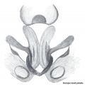 Vulva ventral
