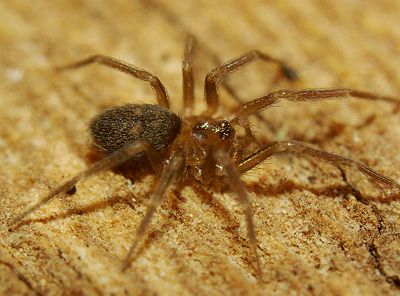 Hahnia picta female1.JPG