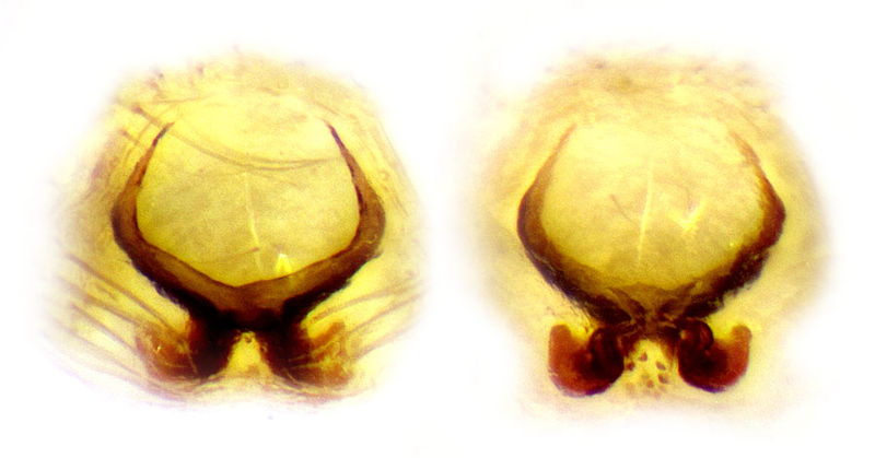 Datei:Heliophanus apiatus Epi Vulva Schaefer.jpg