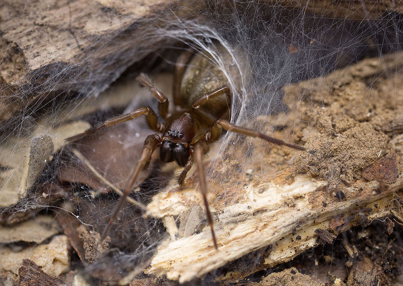 Datei:Inermocoelotes-falciger Bulgarien-Vladaya 16-10 03-female-gross.jpg