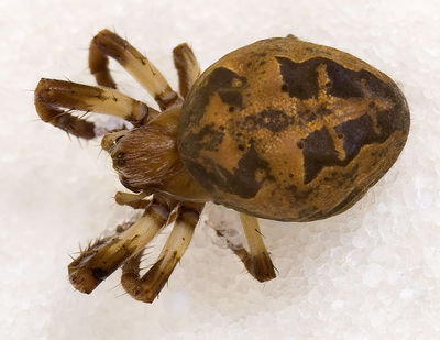 Larinioides-suspicax Sardinien-Bosa 13-04 01-female.jpg