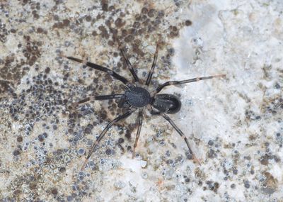 Liophrurillus flavitarsis (7) Canu S..jpg