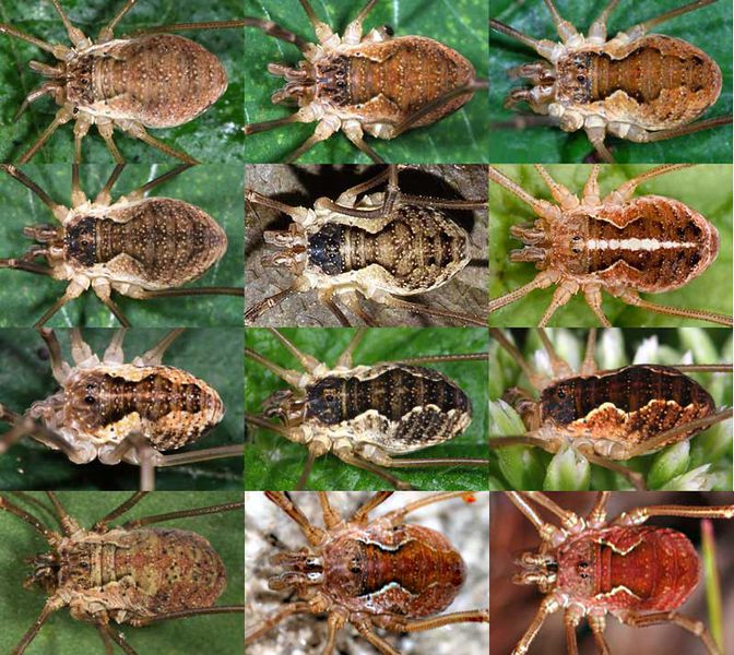 Datei:Mitopus morio f Mosaik.jpg