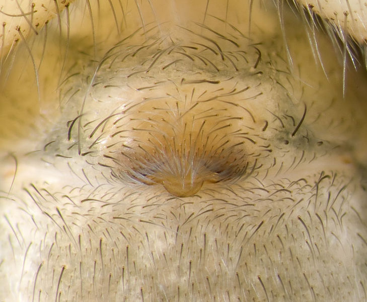 Datei:Textrix-caudata Sardinien-GoleGorroppu 14-05 03-Epig.jpg