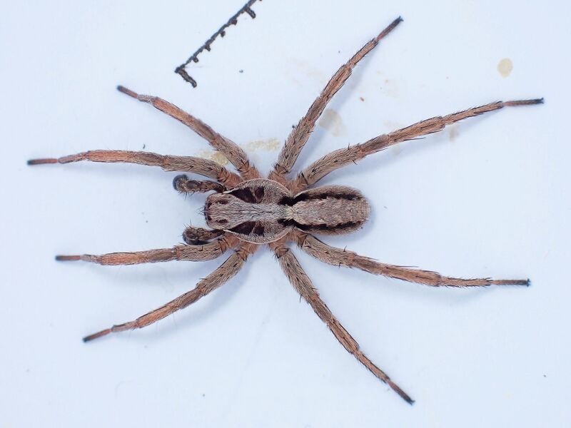 Datei:Alopecosa mariae male Vinschgau 2024.jpg