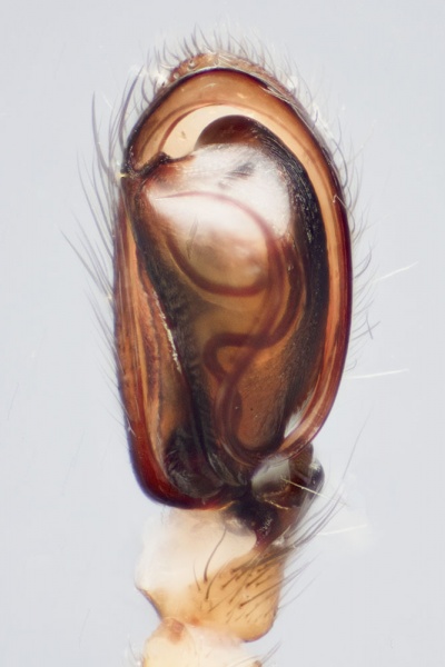 Datei:Clubiona neglecta 2018-05-26 Aschafenburg LP-vent.jpg