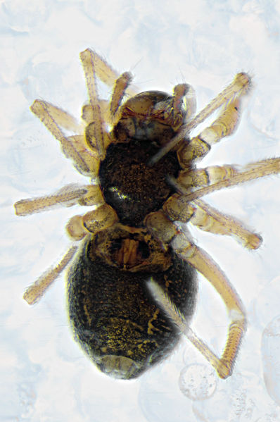 Datei:Diplocephalus picinus f ventral.jpg