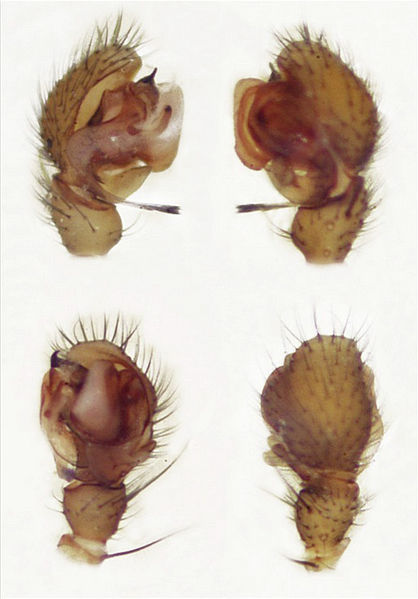 Datei:Tallusia-experta Magne-Farlund Ped.jpg