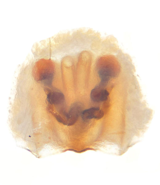 Datei:Clubiona pseudoneglecta female A3041 PF9354.JPG