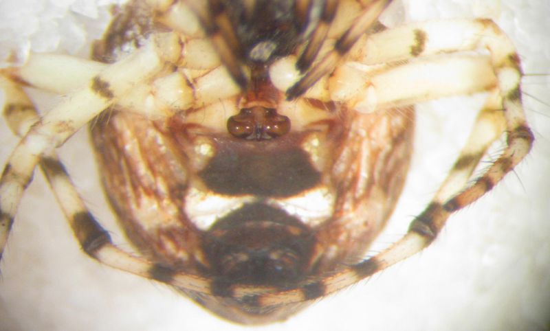 Datei:Cyclosa conica f,epigyne.JPG