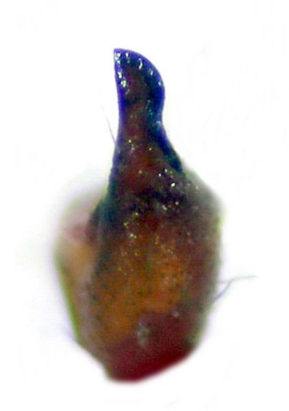 Datei:Haplodrassus macellinus 20180617 TA.jpg