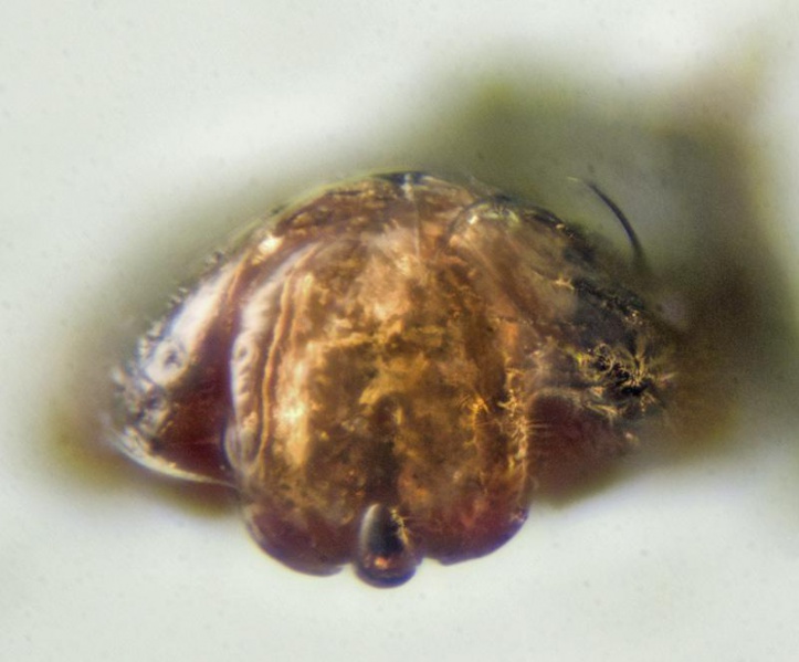 Datei:Mansuphantes fragilis w epi1 JGuttenberger.jpg