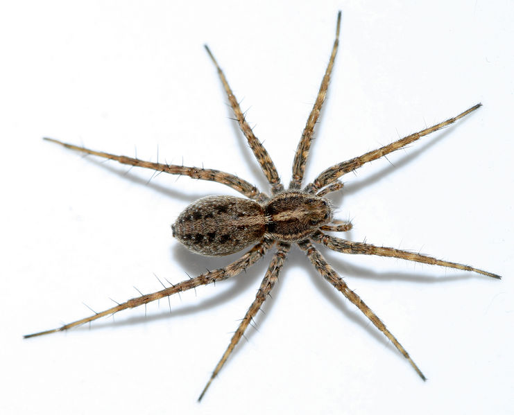 Datei:Pardosa-agrestis-female.jpg