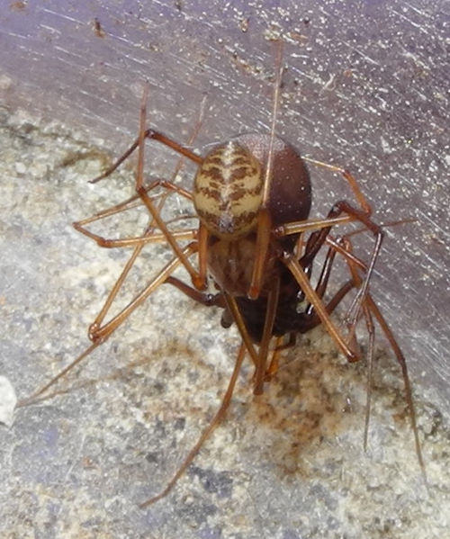 Datei:Scytodes-fusca Paarung-JN.JPG
