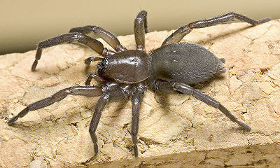 Silvestris Buchfahrt 04-2007 02.jpg