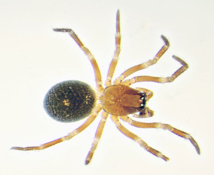 Datei:Tapinocyba-praecox-Habitus Dorsalansicht.jpg