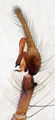 Pedipalpus lateral
