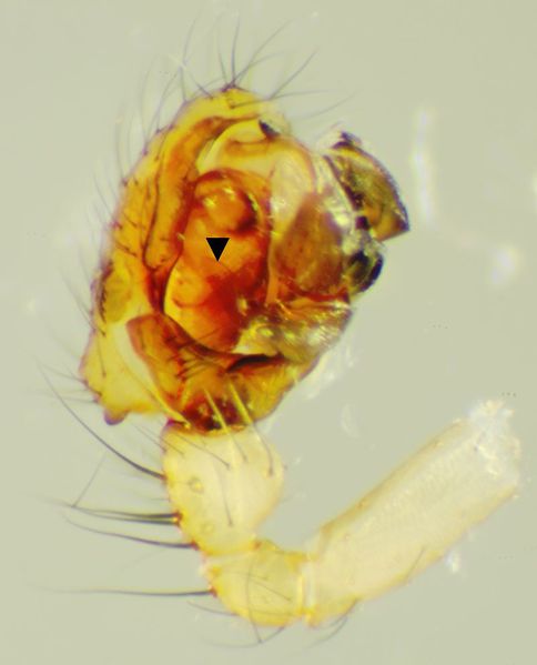 Datei:Tenuiphantes re PP HF pfeil.jpg