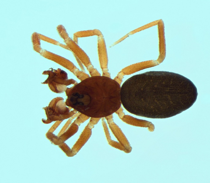 Datei:Walckenaeria languida male 20140329181107-4ddc4c62-me.jpg