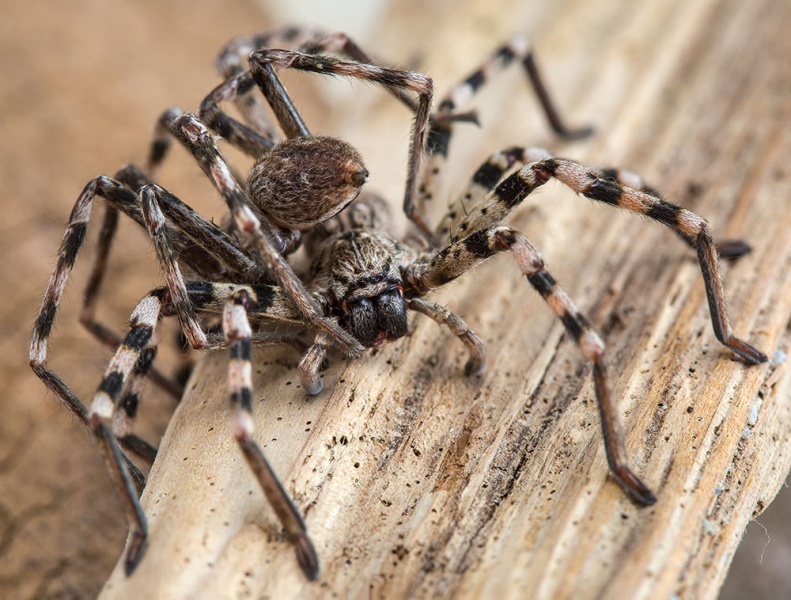 Datei:Eusparassus-dufouri Andalusien 17-07 01-kopulation.jpg