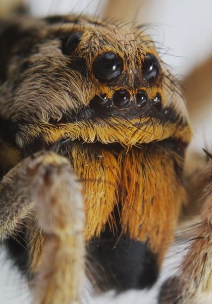 Datei:Geolycosa vultuosa male PF1077.JPG