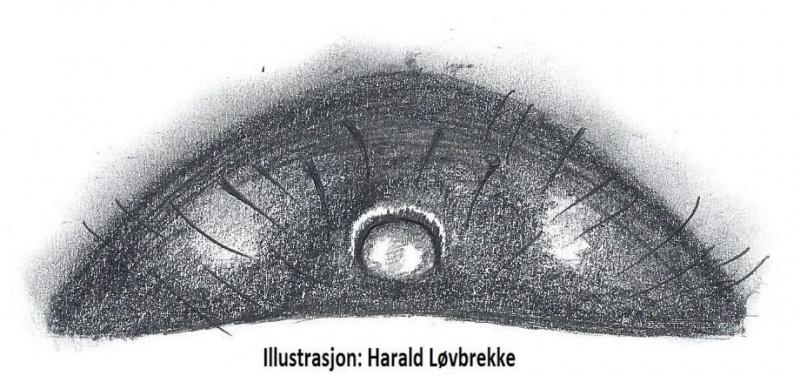 Datei:Lasaeola tristis epigyn HLovbrekke.jpg