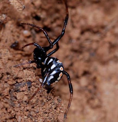 Latrodectus tredecimguttatus female NH4057.jpg