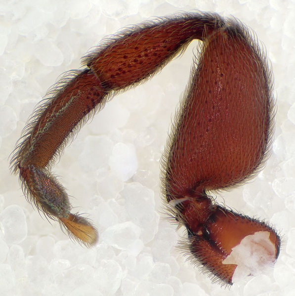 Datei:Palpimanus-orientalis GR-Igounemitsa 10-05 06-Bein1.jpg