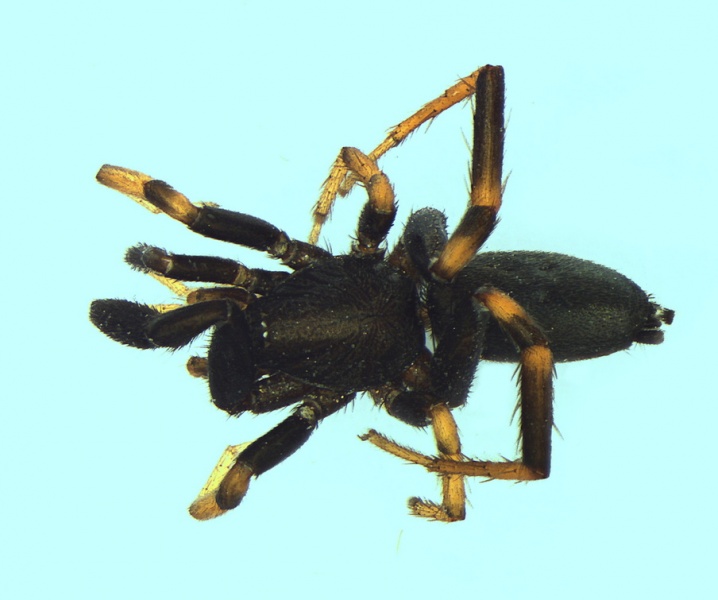 Datei:Setaphis carmeli male 20130414190217-44c52329-me.jpg