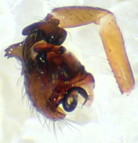 Datei:Walckenaeria cucullata pedi left.jpg