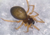 Araeoncus humilis w do AStaudt.jpg