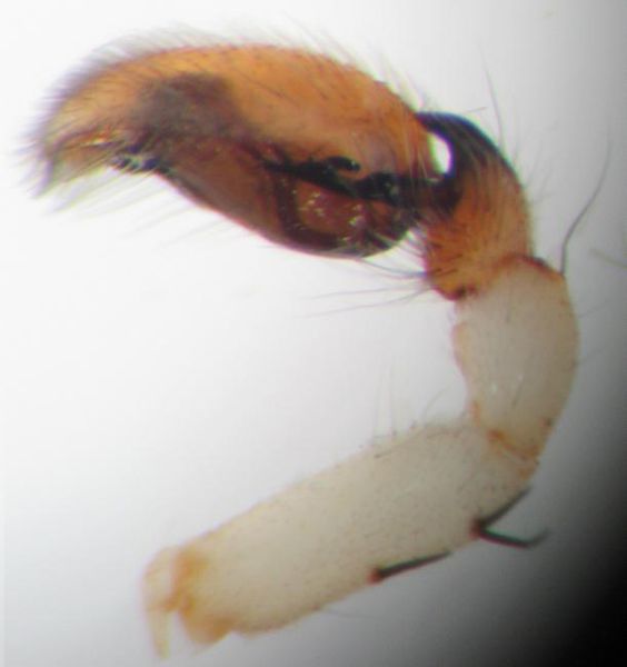Datei:C. subsultans Pedipalp IMG 3268F.JPG