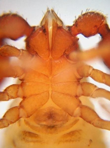 Datei:Chernes cimicoides 2.jpg