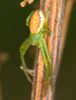 Diaea dorsata Fam. Thomisidae