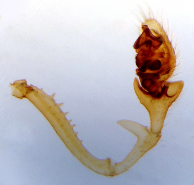 Datei:ErigoneArcticaScoltHeadPedipalpRetrolateral.jpg