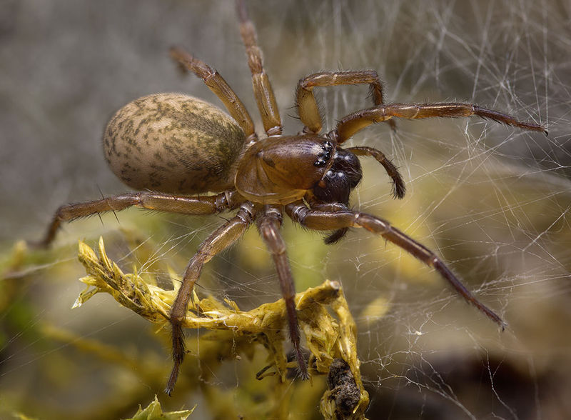 Datei:Inermocoelotes-jurinitschi Sofia 16-09 05-female.jpg