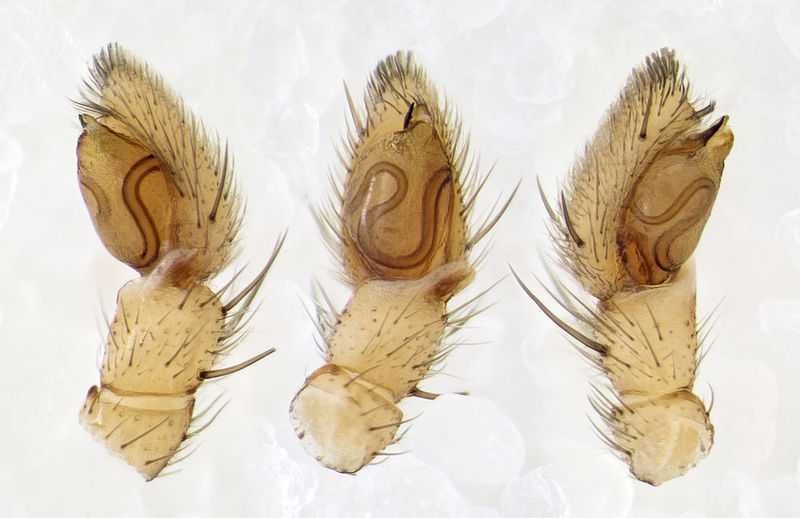 Datei:Tibellus-macellus Sardinien-StAntonio-di-Gallura 14-06 01-ped.jpg