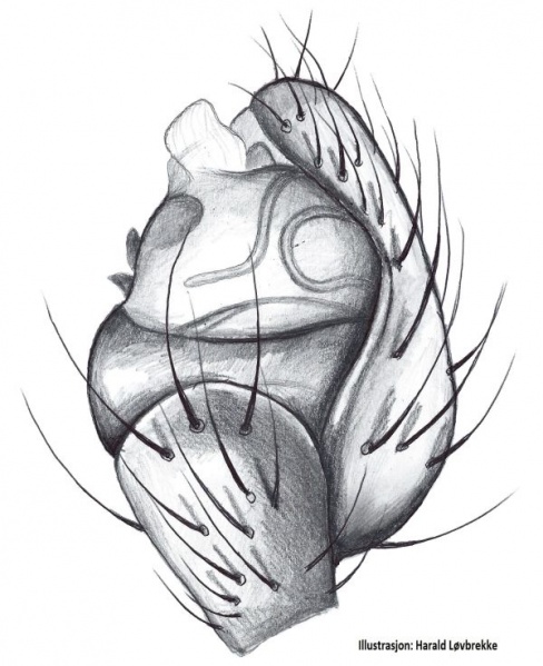 Datei:Canalidion montanum palp retrolateralt HLovbrekke.jpg