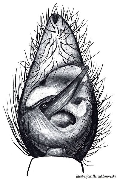 Datei:Pardosa prativaga palp underside HLovbrekke.jpg